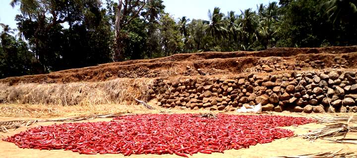 Farmers Federation Goa