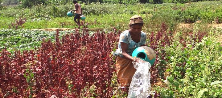 Farmers Federation Goa